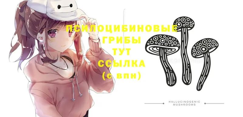 Псилоцибиновые грибы Psilocybine cubensis  OMG маркетплейс  Ликино-Дулёво 